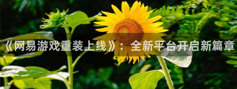 辉达娱乐网页登录入口下载：《网易游戏重装上线》：全新平台开启